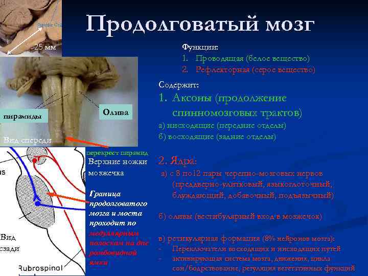 Продолговатый мозг серое вещество ядра. Строение продолговатого мозга оливы. Функции белого вещества продолговатого мозга. Строение серого и белого вещества продолговатого мозга. Пирамиды продолговатого мозга функции.