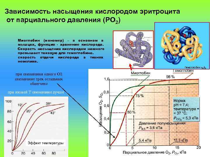 Зависимость насыщения кислородом эритроцита от парциального давления (PO 2)  Миоглобин (мономер) – в