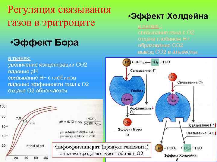 Регуляция связывания     • Эффект Холдейна газов в эритроците  