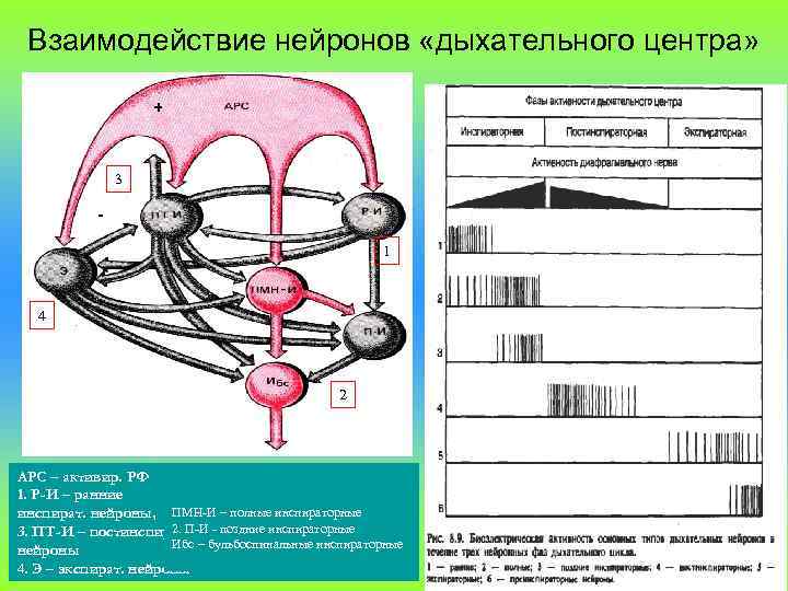  Взаимодействие нейронов «дыхательного центра»    +    3 