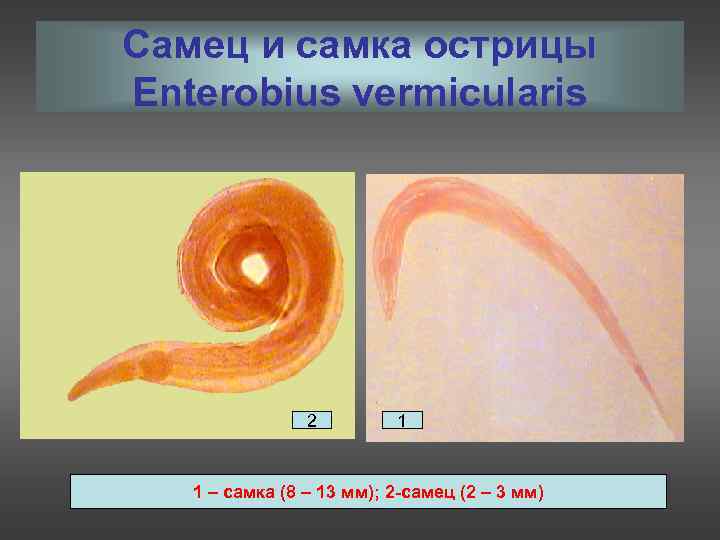 Самец и самка острицы Enterobius vermicularis     2   1