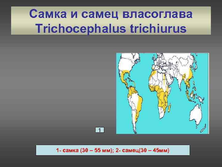 Самка и самец власоглава Trichocephalus trichiurus    1  2  1