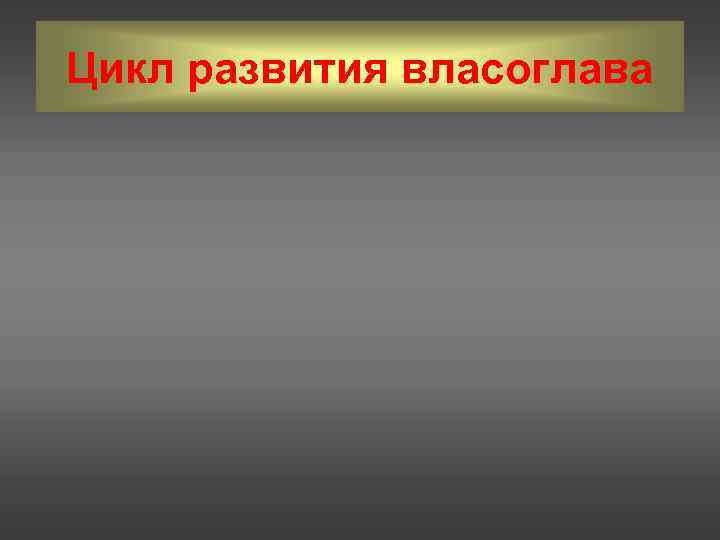 Цикл развития власоглава 