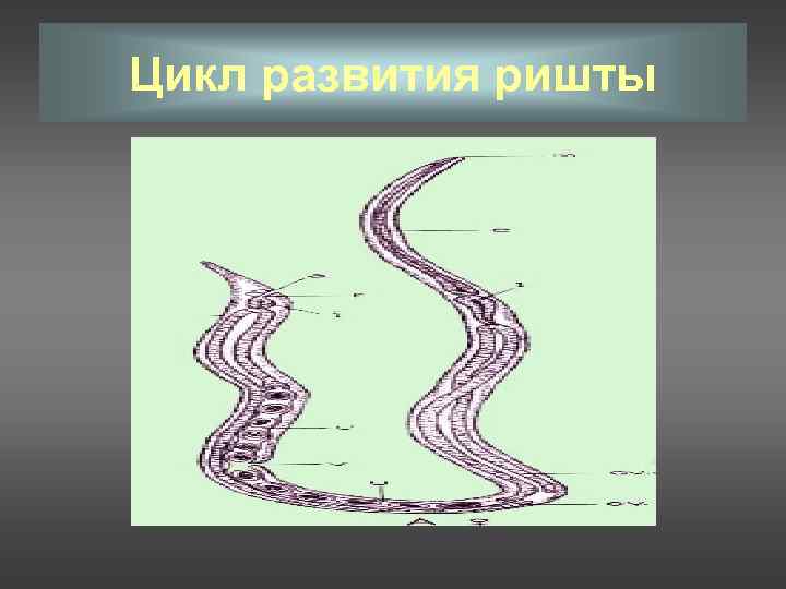 Цикл развития ришты 