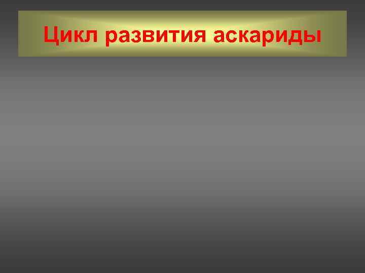 Цикл развития аскариды 