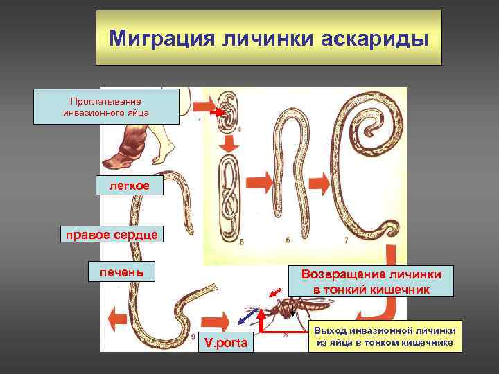 В каких органах личинки аскариды. Нематода человеческая аскарида. Миграция личинок аскариды. Инвазионная стадия аскариды. Схема миграции личинок аскариды в теле человека.
