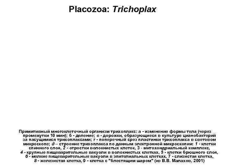      Placozoa: Trichoplax Примитивный многоклеточный организм трихоплакс: а - изменение