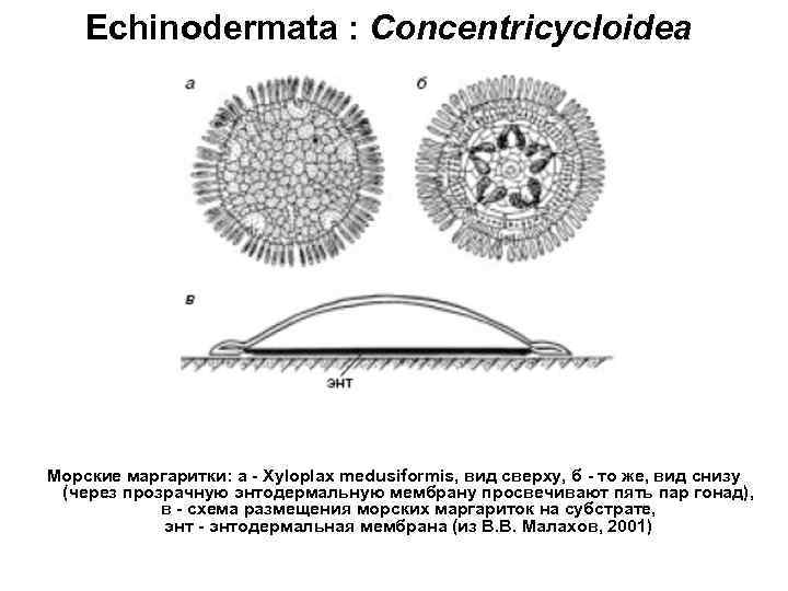   Echinodermata : Concentricycloidea Морские маргаритки: а - Xyloplax medusiformis, вид сверху, б