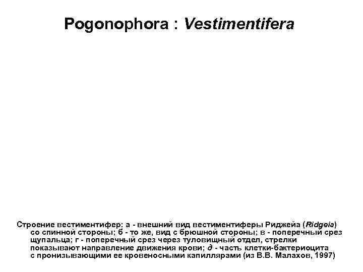   Pogonophora : Vestimentifera Строение вестиментифер: а - внешний вид вестиментиферы Риджейа (Ridgeia)