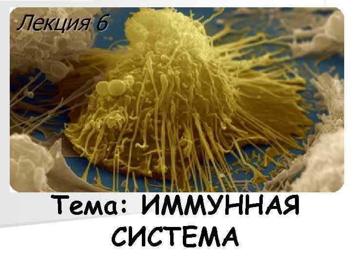 Лекция 6  Тема: ИММУННАЯ  СИСТЕМА 