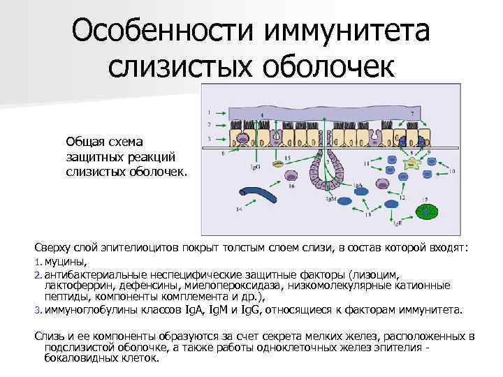  Особенности иммунитета   слизистых оболочек  Общая схема защитных реакций слизистых оболочек.