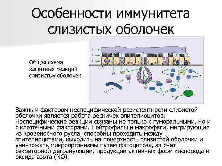  Особенности иммунитета   слизистых оболочек Общая схема защитных реакций слизистых оболочек. Важным
