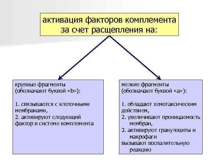    активация факторов комплемента    за счет расщепления на: крупные