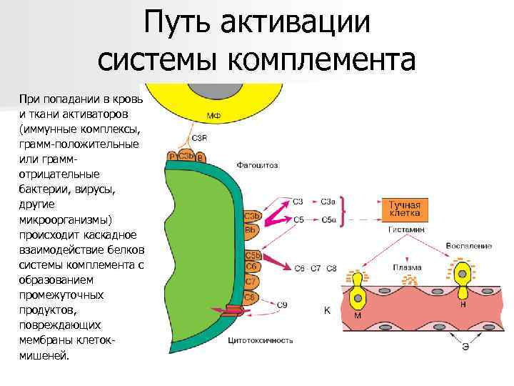     Путь активации    системы комплемента При попадании в