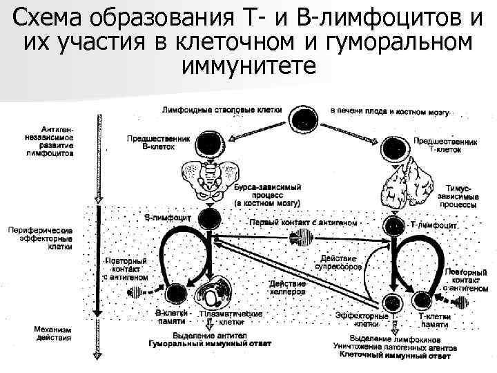 Схема образования Т- и В-лимфоцитов и  их участия в клеточном и гуморальном 