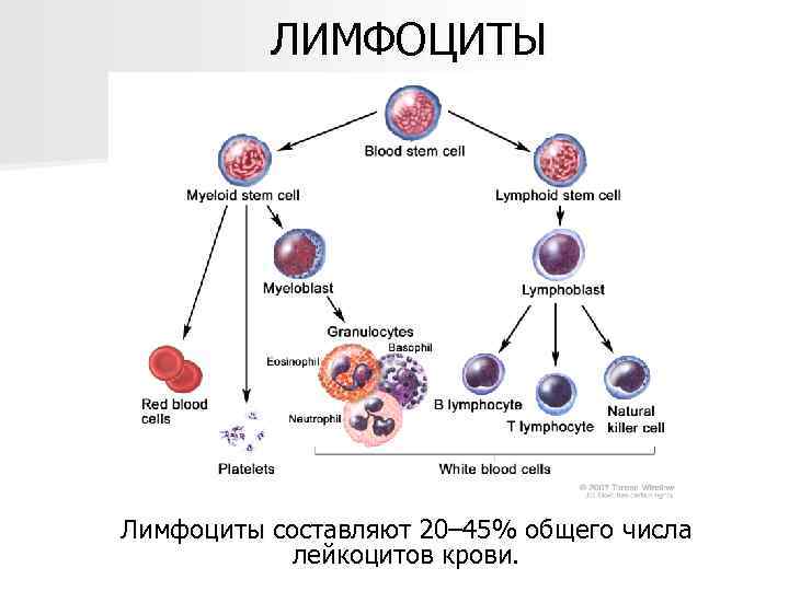    ЛИМФОЦИТЫ Лимфоциты составляют 20– 45% общего числа   лейкоцитов крови.