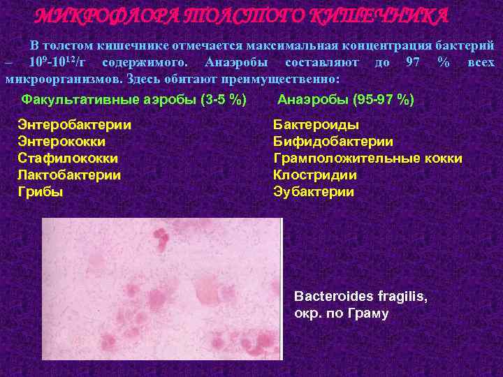 МИКРОФЛОРА ТОЛСТОГО КИШЕЧНИКА В толстом кишечнике отмечается максимальная концентрация бактерий – 109 -1012/г содержимого.