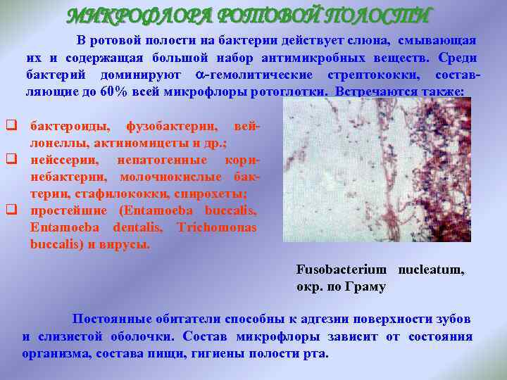 Бактерии ротовой полости человека.