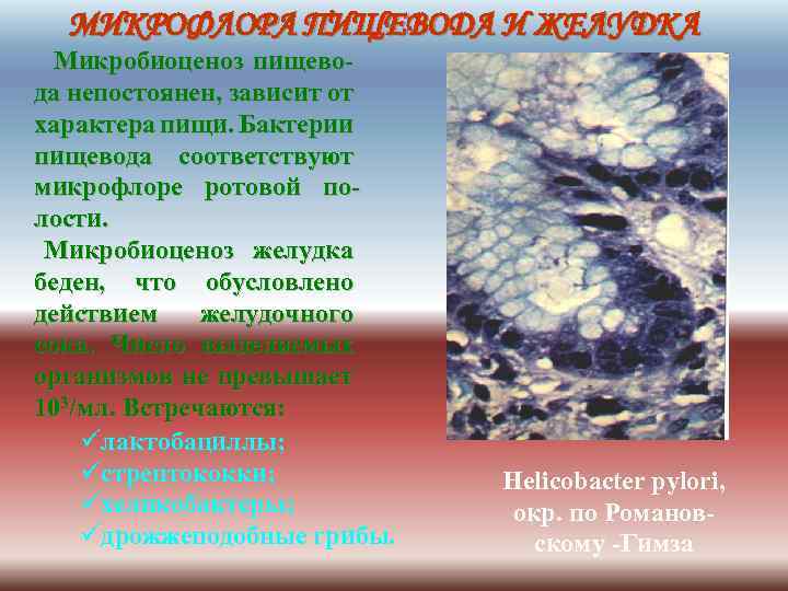 МИКРОФЛОРА ПИЩЕВОДА И ЖЕЛУДКА Микробиоценоз пищево- да непостоянен, зависит от характера пищи. Бактерии пищевода