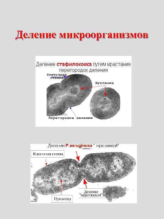 Деление микроорганизмов   Грамположительные   Грамотрицательные 