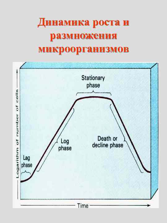 Динамика роста и  размножения микроорганизмов 