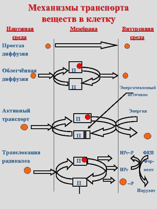 Механизмы транспорта. Транслокация механизм питания у бактерий. Механизмы транспорта веществ в клетку. Механизм питания микробной клетки. Транспорт веществ в клетке.