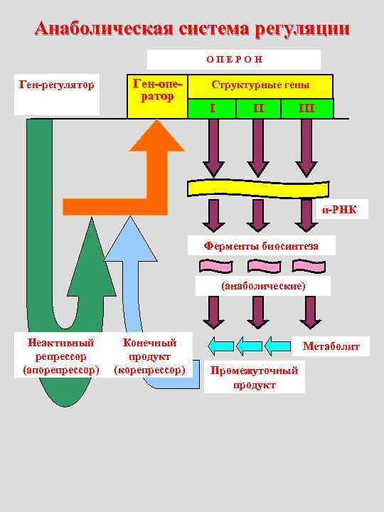  Анаболическая система регуляции       ОПЕРОН Ген-регулятор  Ген-опе-