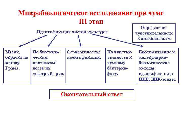  Микробиологическое исследование при чуме     III этап   