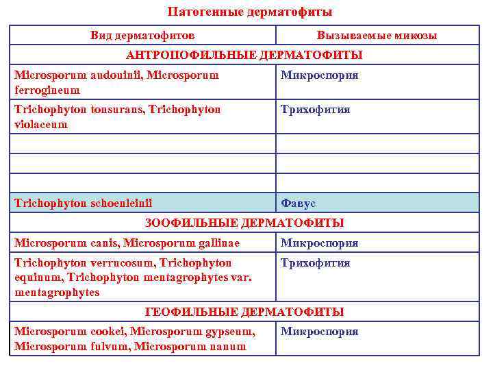 Патогенные дерматофиты Вид дерматофитов Вызываемые микозы АНТРОПОФИЛЬНЫЕ ДЕРМАТОФИТЫ Microsporum audouinii, Microsporum ferrogineum Микроспория Trichophyton