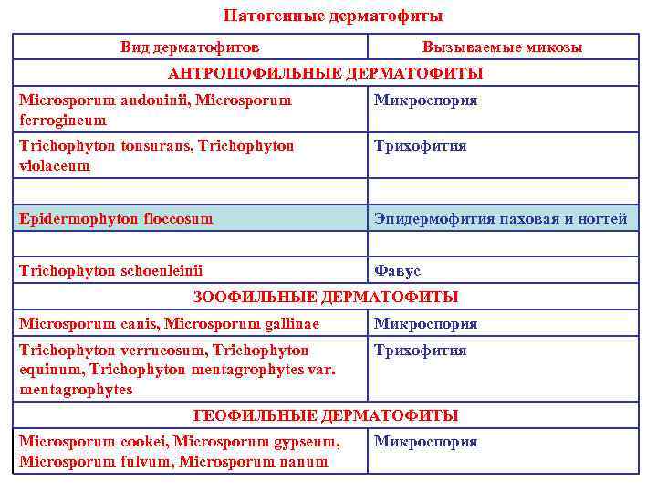 Патогенные дерматофиты Вид дерматофитов Вызываемые микозы АНТРОПОФИЛЬНЫЕ ДЕРМАТОФИТЫ Microsporum audouinii, Microsporum ferrogineum Микроспория Trichophyton
