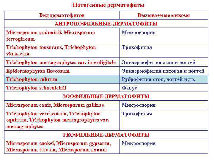 Патогенные дерматофиты Вид дерматофитов Вызываемые микозы АНТРОПОФИЛЬНЫЕ ДЕРМАТОФИТЫ Microsporum audouinii, Microsporum ferrogineum Микроспория Trichophyton