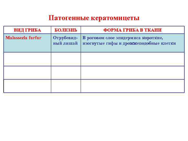 Патогенные кератомицеты ВИД ГРИБА БОЛЕЗНЬ Malassezia furfur Отрубевидный лишай ФОРМА ГРИБА В ТКАНИ В