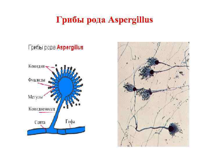 Грибы рода Aspergillus 