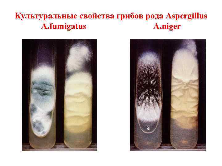 Культуральные свойства грибов рода Aspergillus A. fumigatus A. niger 