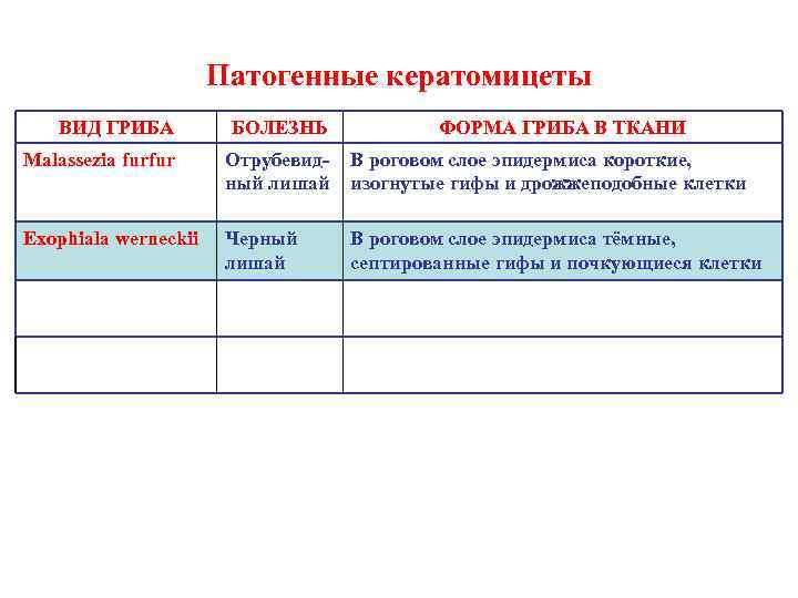 Патогенные кератомицеты ВИД ГРИБА БОЛЕЗНЬ ФОРМА ГРИБА В ТКАНИ Malassezia furfur Отрубевидный лишай В