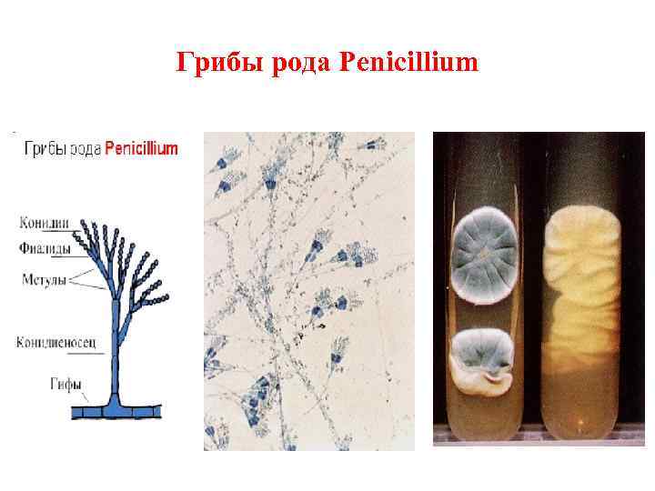 Грибы рода Penicillium 