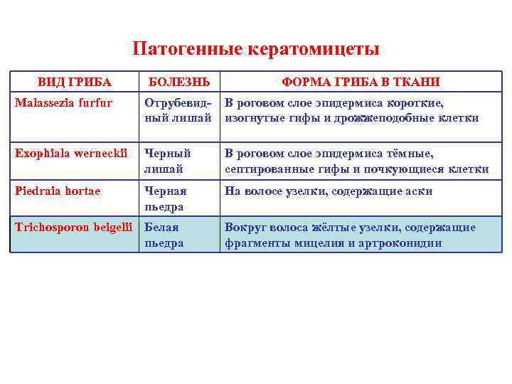 Патогенные кератомицеты ВИД ГРИБА БОЛЕЗНЬ Malassezia furfur Отрубевидный лишай В роговом слое эпидермиса короткие,