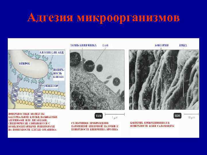 Адгезия микроорганизмов 