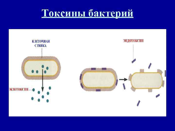 Токсины бактерий 