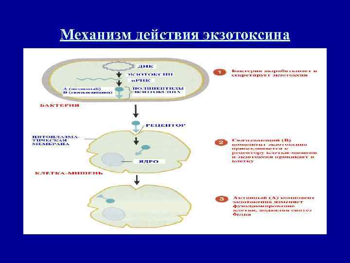Механизм действия экзотоксина 