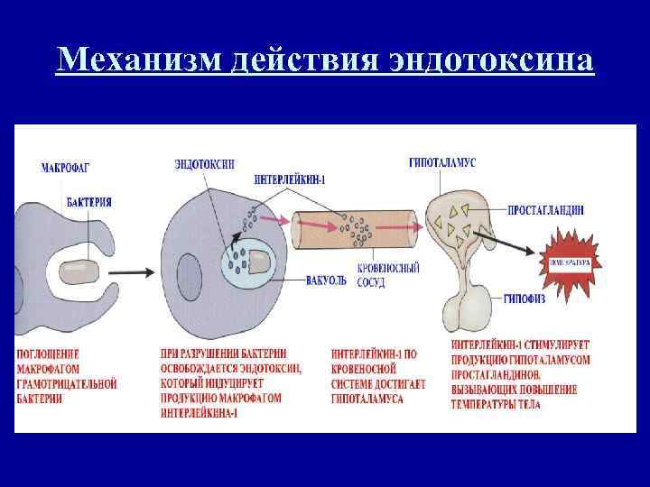 Механизм действия эндотоксина 