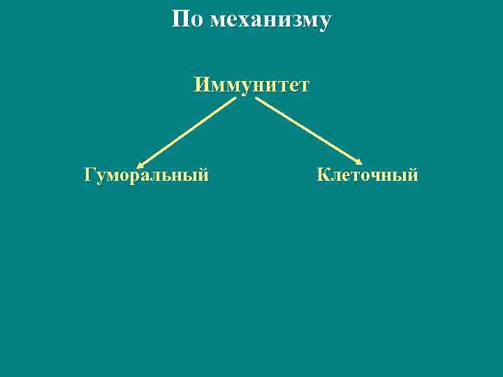   По механизму  Иммунитет  Гуморальный   Клеточный 