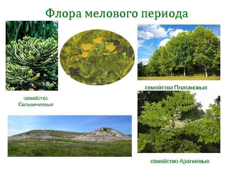    Флора мелового периода    семейства Платановые  семейство Сальвиниевые