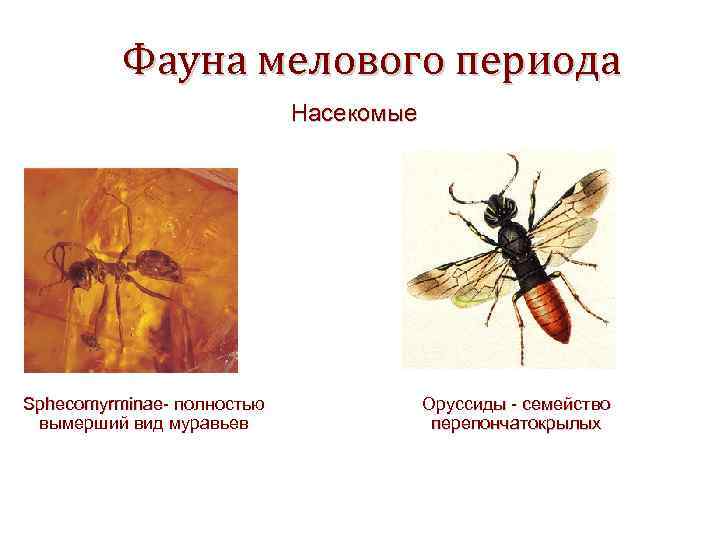    Фауна мелового периода     Насекомые Sphecomyrminae- полностью Sphecomyrminae