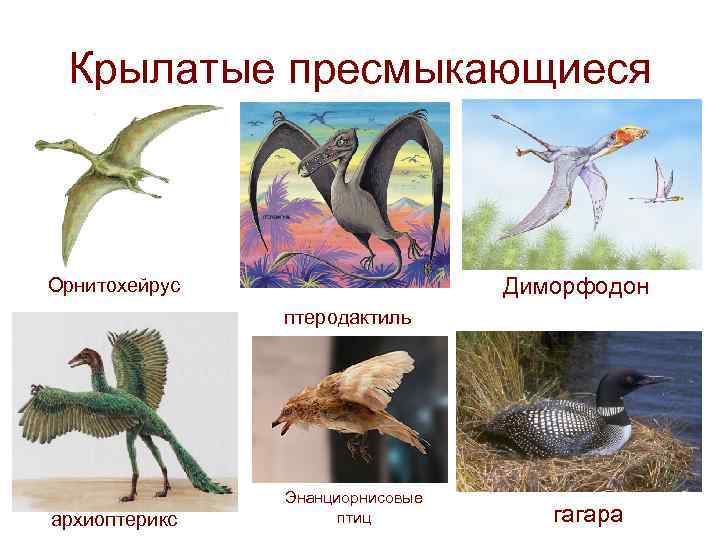  Крылатые пресмыкающиеся  Орнитохейрус     Диморфодон    птеродактиль