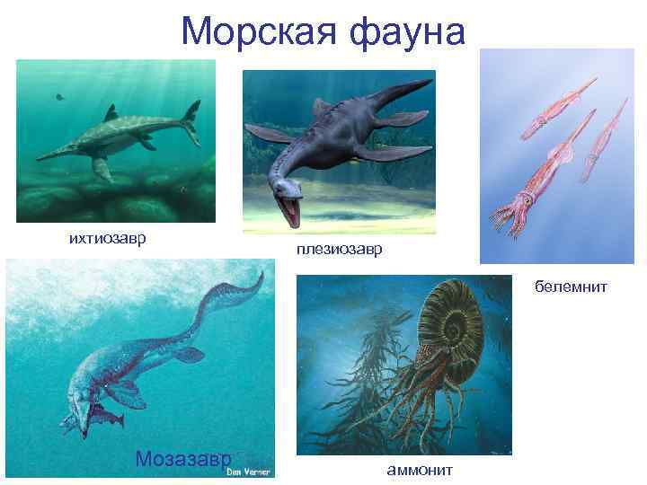   Морская фауна ихтиозавр    плезиозавр    белемнит 