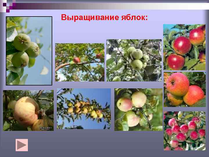 Выращивание яблок: 