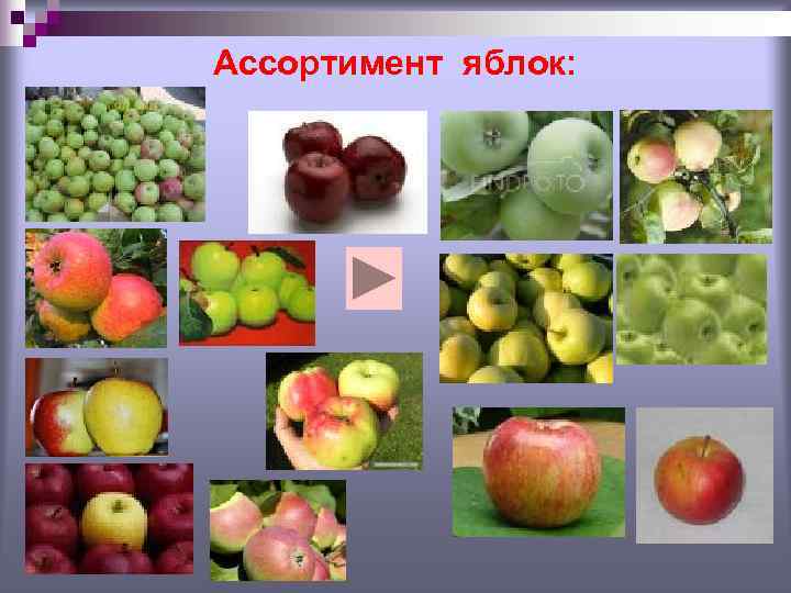 Ассортимент яблок: 