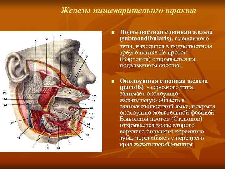 Подчелюстные слюнные железы