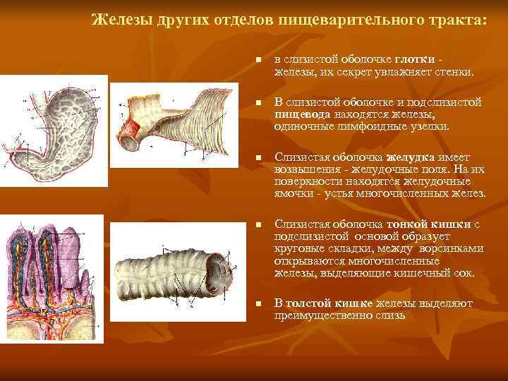 Крупная железа